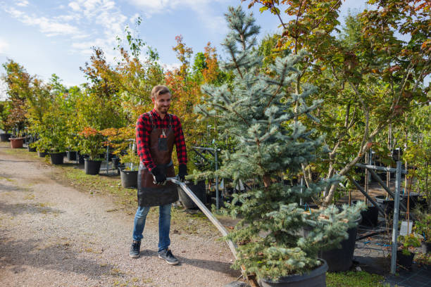 Best Palm Tree Trimming  in Middletown, IN